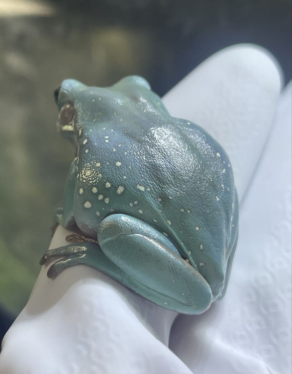 イエアメガエル スノーフレーク ブルー #3拍卖