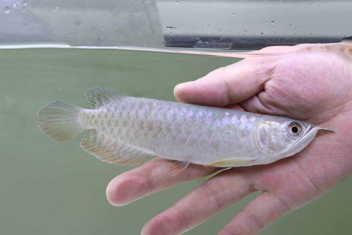 AquaProgress マーライオンロイヤル NO.2拍卖