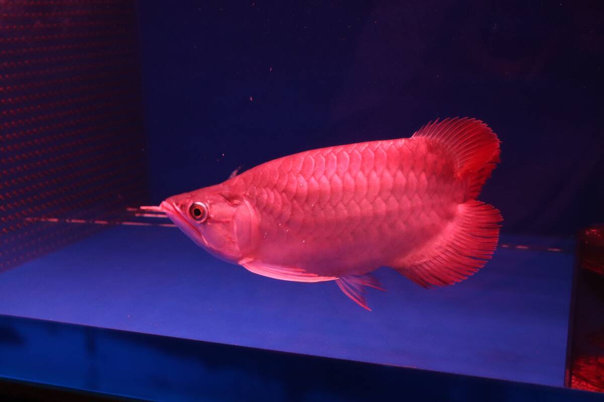 AquaProgress コンプリートレッドスーパースタイルらっきょう!!拍卖