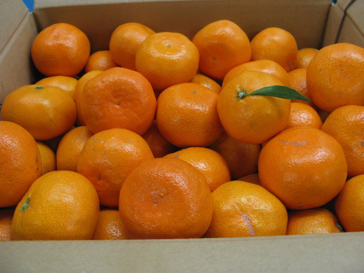 10kg(5kgx2箱)⇒ えひめ西宇和みかん(早生みかん)大小混合 訳あり・家庭用 1円スタート.拍卖