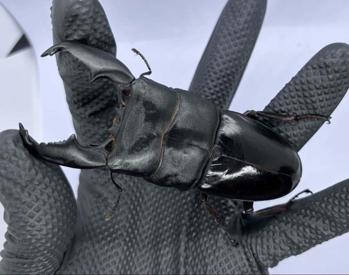 (世子108.2×52F直/世子106同腹/デルタ) スマトラオオヒラタ 98.2mm+50.1mm 成虫ペア拍卖