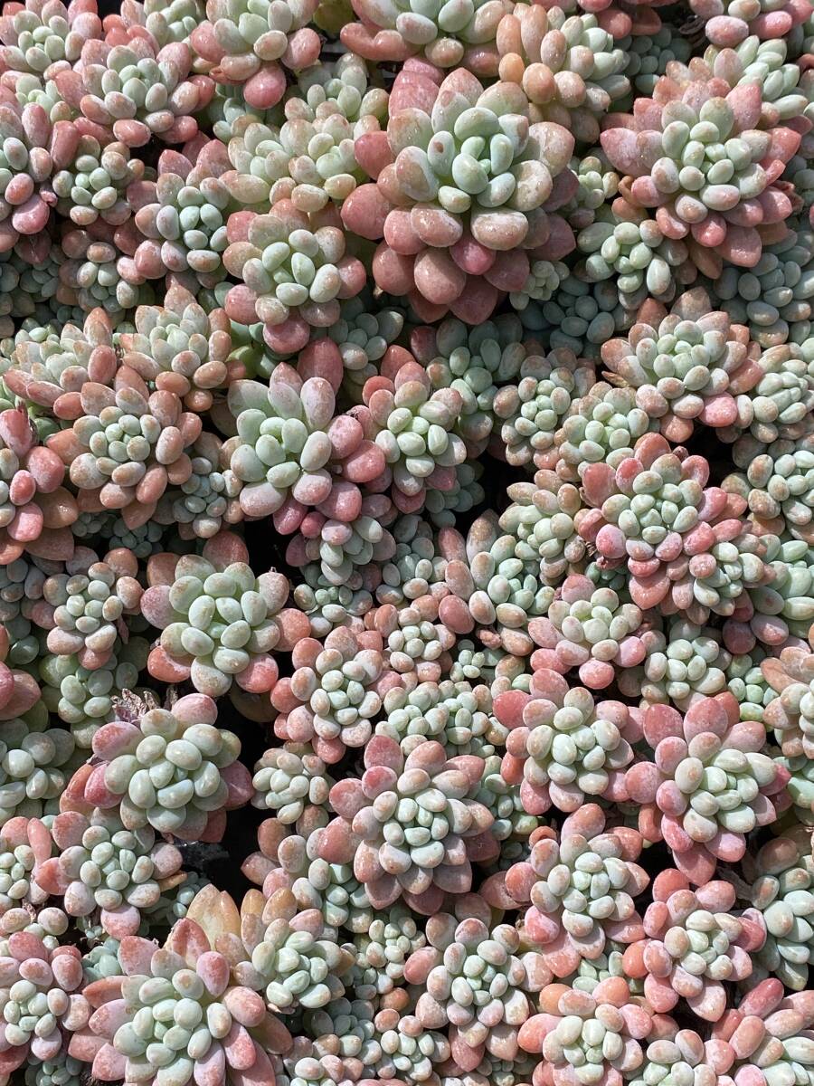 D1293キャビア36苗多肉植物 エケベリア サボテン 観葉植物 花 園芸 レア種 カット苗 抜き苗拍卖