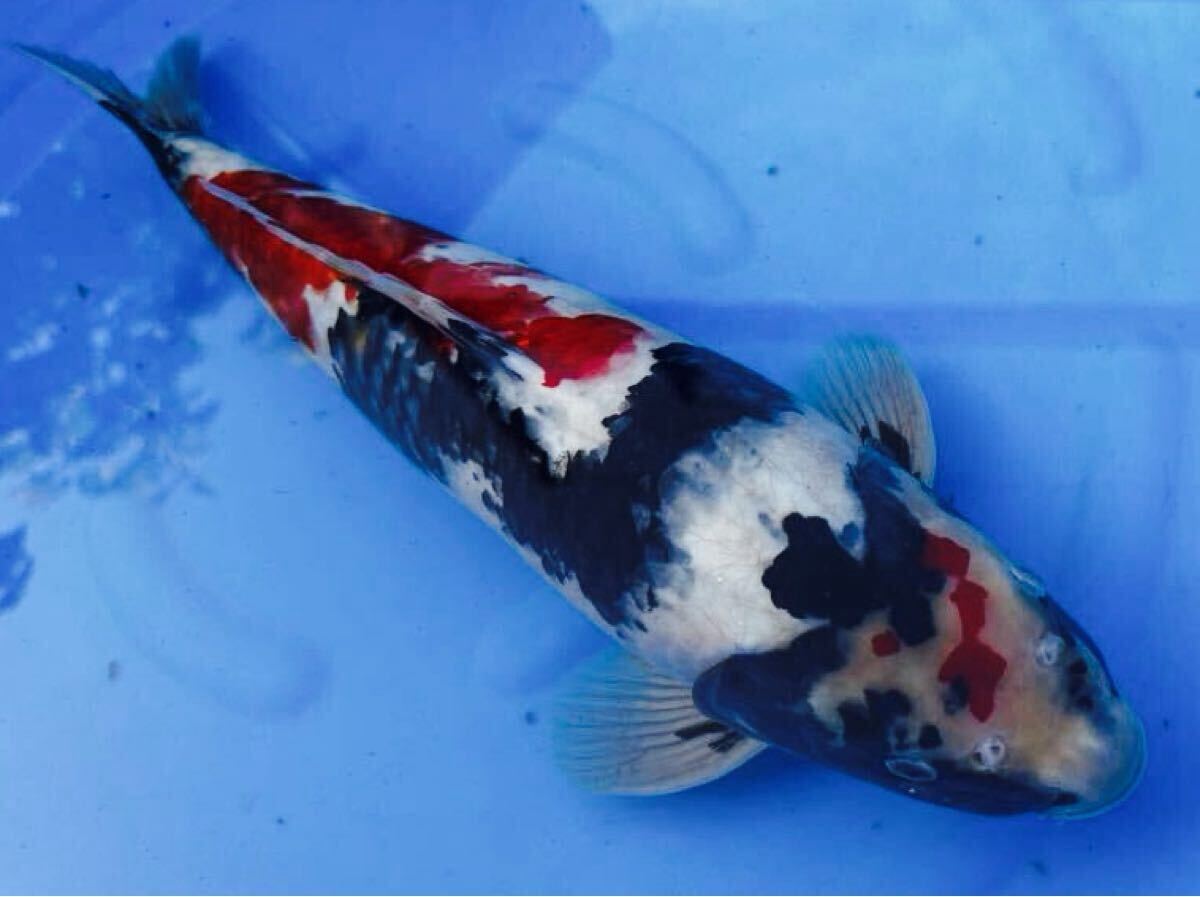 ※背ビレ折れ 今春20部総合優勝同腹 昭和三色 約44cm 性別不明 2024産 動画あり 面割れ 錦鯉 ③拍卖