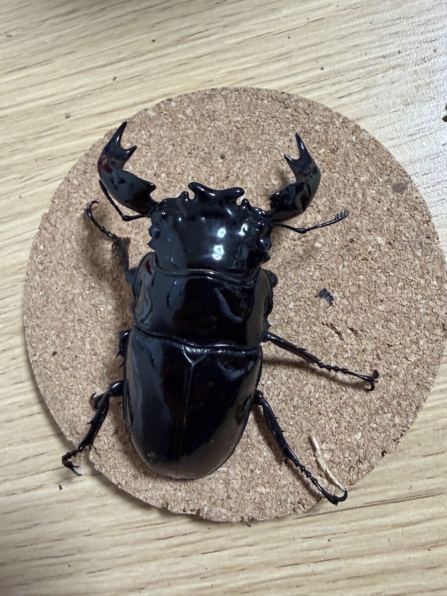 大型血統 タランドゥスオオツヤクワガタ 新成虫 オス単品 82ミリ拍卖