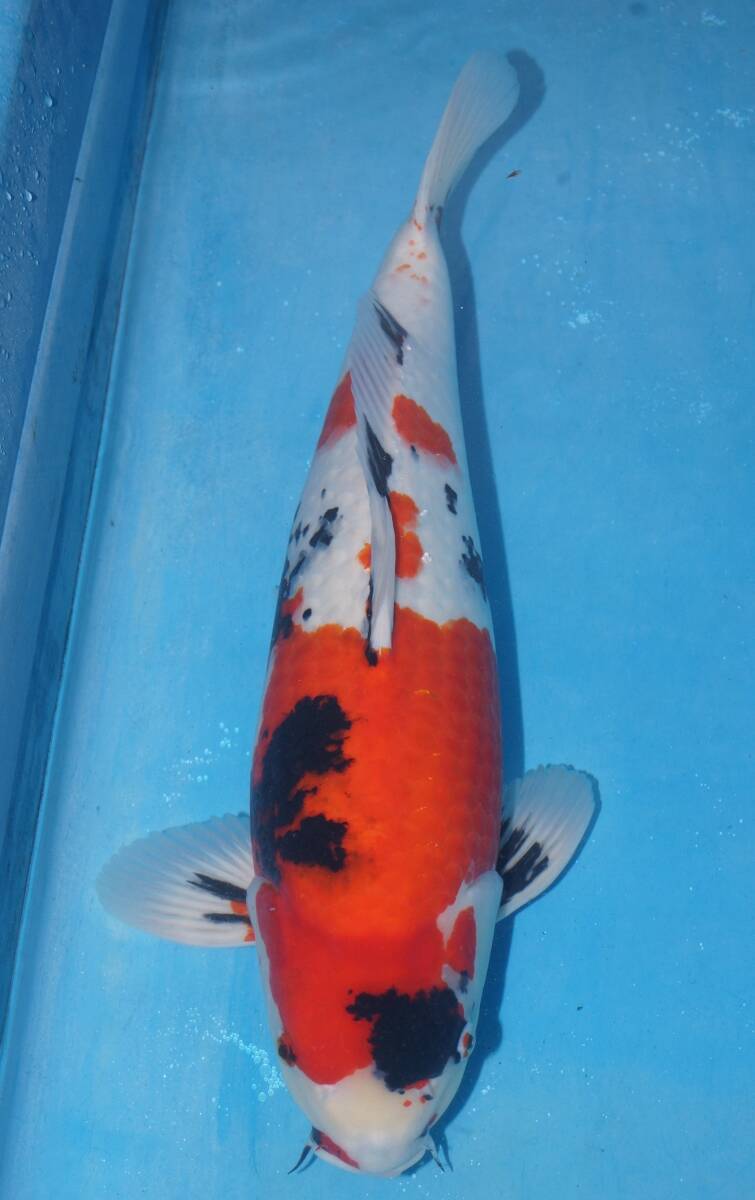 関東発☆彡伊佐産・昭和・2歳・54cm・雌と思われます!質と体型抜群です!墨待ちです!大変綺麗です!※説明をよくお読みください!拍卖