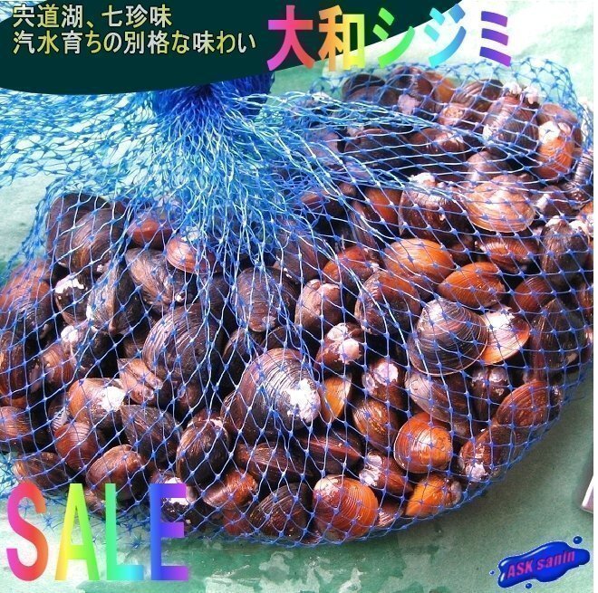 3本、宍道湖七珍味「大和しじみ1kg」 〓汽水育ちの別格な味わい〓拍卖