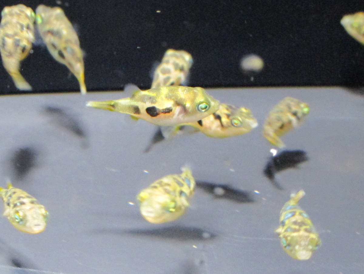 送料無料★アベニーパファー 約1cm 10匹セット 淡水フグ拍卖