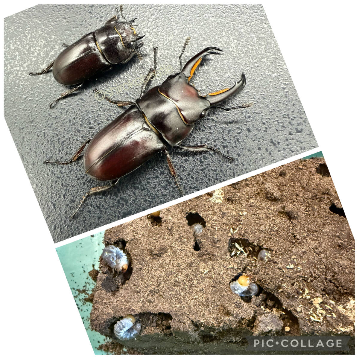 A メリアヌスコクワガタ 幼虫 8頭 12/6(土) 発送 翌日着地域限定 メリアヌスコクワ コクワガタ コクワ拍卖