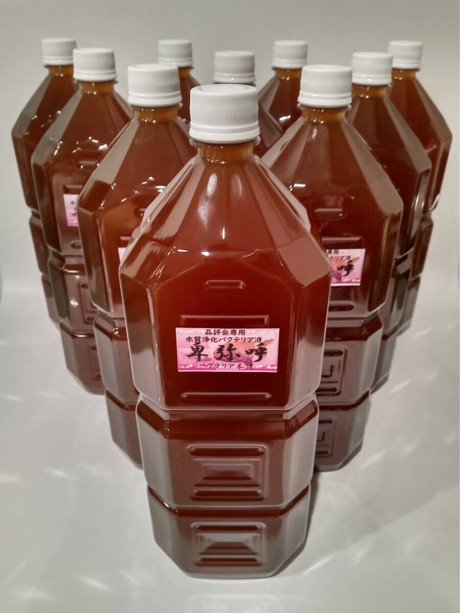 【バクテリア本舗】PSB強化型「卑弥呼」(20L)水質浄化複合バクテリア液 ~らんちゅう,金魚,めだか,錦鯉,アロワナ,シュリンプ,熱帯魚~拍卖