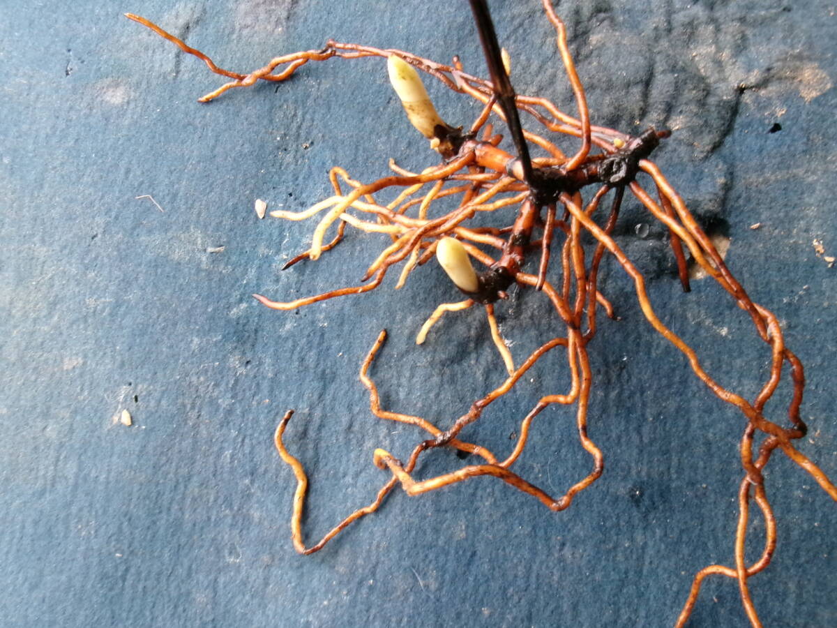 山野草 ① 台湾熊谷草(タイワンクマガイソウ) 第四種498円発送拍卖