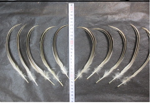 手芸 雑貨 貴重! Falcated Duck(ヨシガモ) 3列クイル 10本 帽子飾 造花 コサージュ 羽根 ドレス ハンドクラフト拍卖