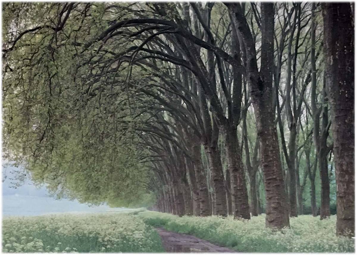 ■新古品・未開封■セントラルホビー「新緑の木立ち ベルサイユ」■2000 PIECES■73cm×102cm■NO.20-020■ジグソーパズル拍卖