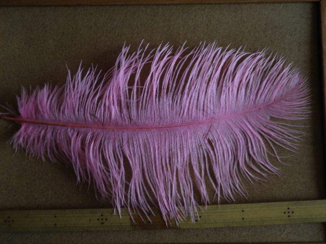 ost084 オストリッチ XLサイズ ピンク pink拍卖