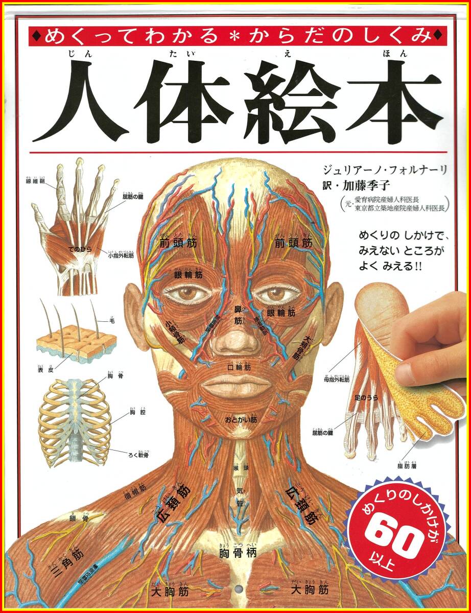李3253 中古本 ポプラ社 人体絵本 めくってわかる からだのしくみ拍卖