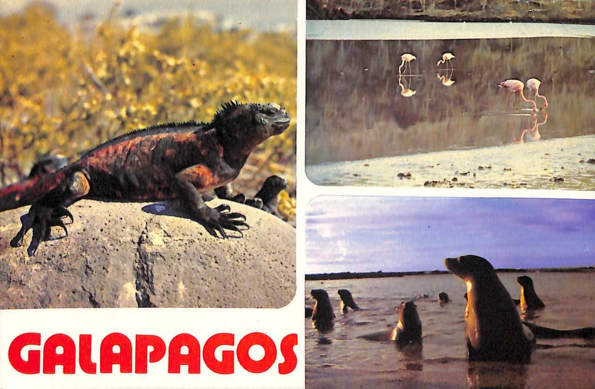 ②BCL★難局★入手困難★ベリカード★エクアドル領・ガラパゴス諸島★ガラパゴスの声★HCVG8★La Voz de Galapagos★中米★1980年拍卖