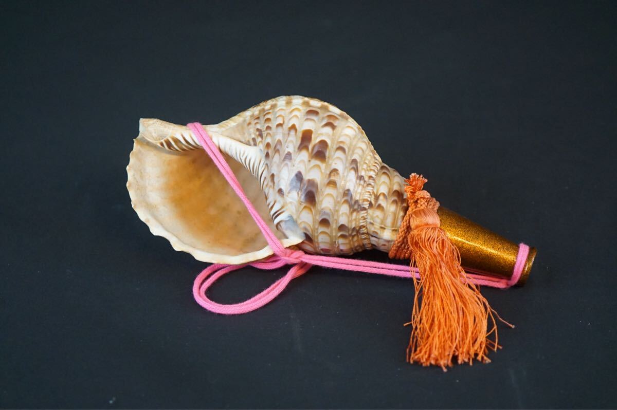 時代品 法螺貝 幅28cm 梨地 吹き口 修験道 山伏 ほら貝 和楽器 密教 魔除け 仏教法具 吹鳴具 B338拍卖
