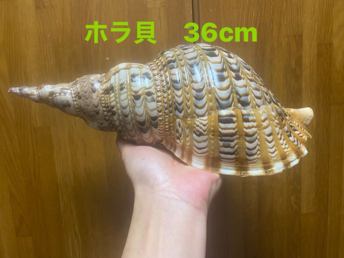 法螺貝 ホラ貝 オブジェ 置物 新鮮なホラ貝 36cm拍卖
