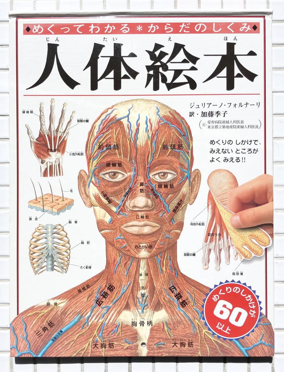 めくってわかるからだのしくみ人体絵本 ポプラ社 2005年 絵本 しかけ絵本 人体絵本 人体 人体図 解剖図 骨格標本拍卖