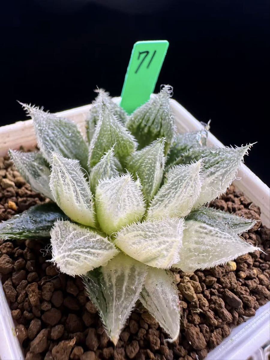 71 多肉植物 ハオルチア 白狐錦 自家繁殖 抜き苗発送拍卖
