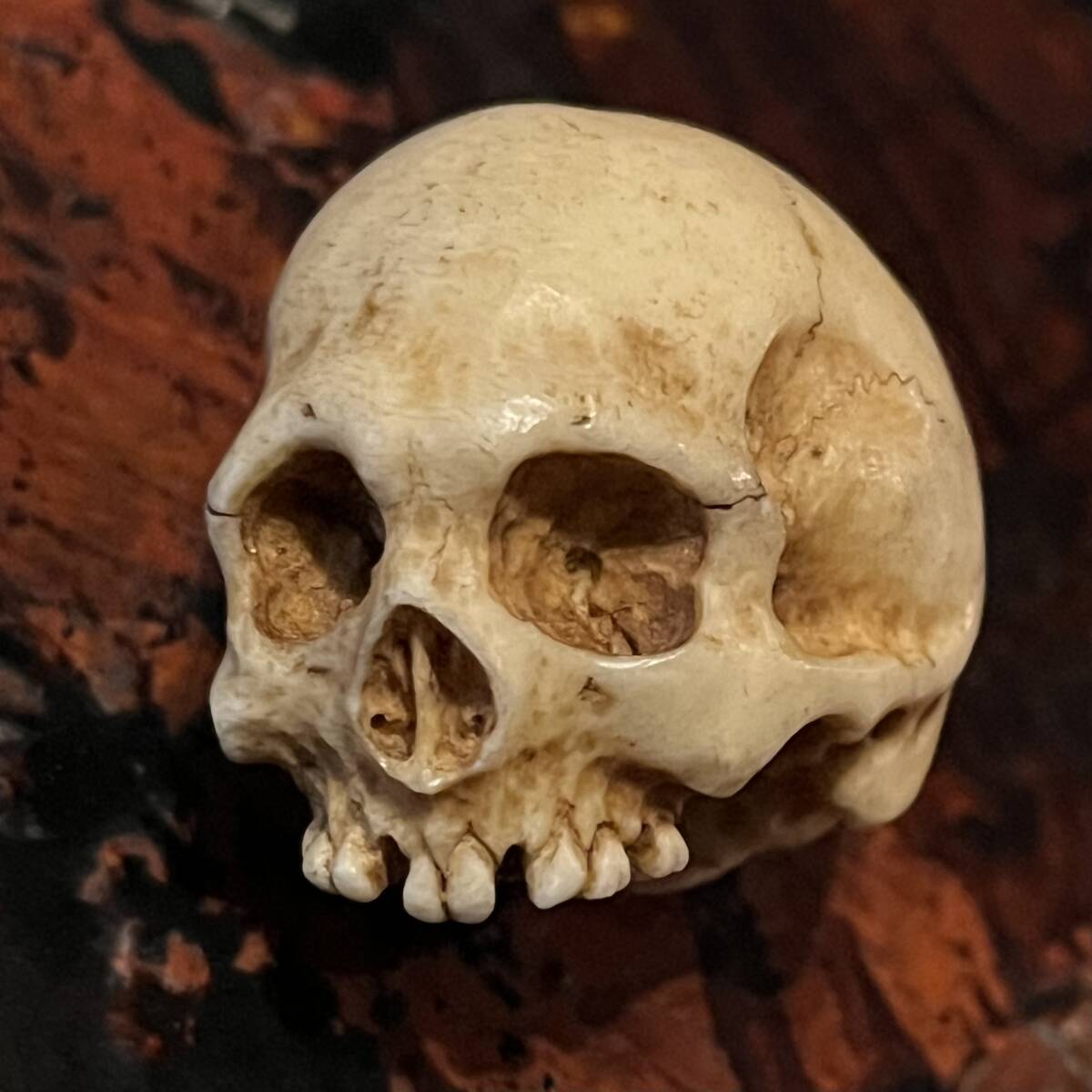 野晒し 髑髏 根付 鹿角彫り 刻銘有り ドクロ 骸骨 しゃれこうべ 頭蓋骨 スカル Skull Netsuke 叺 印籠 煙草入 一つ提げ 胴乱 腰提 提げ物に拍卖