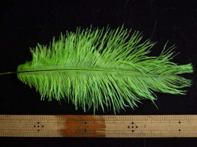 ost323 オストリッチ MLサイズ チャート拍卖