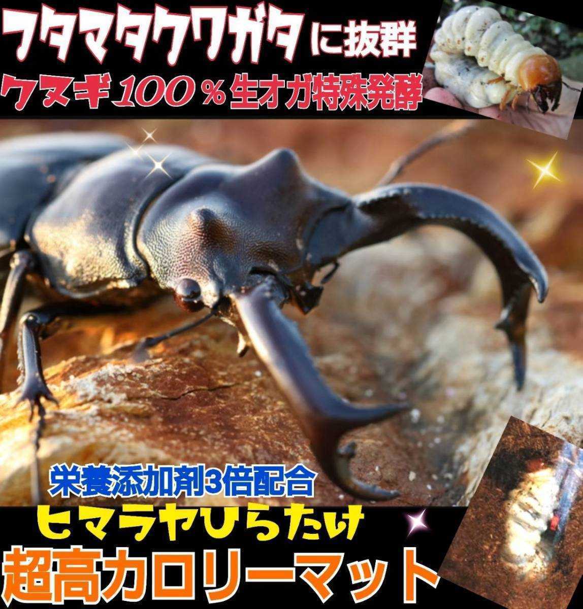 フタマタクワガタに抜群!超高カロリーマット☆共生バクテリア・特殊アミノ酸・栄養添加剤3倍配合 時間とコストをかけた究極の特選マット拍卖
