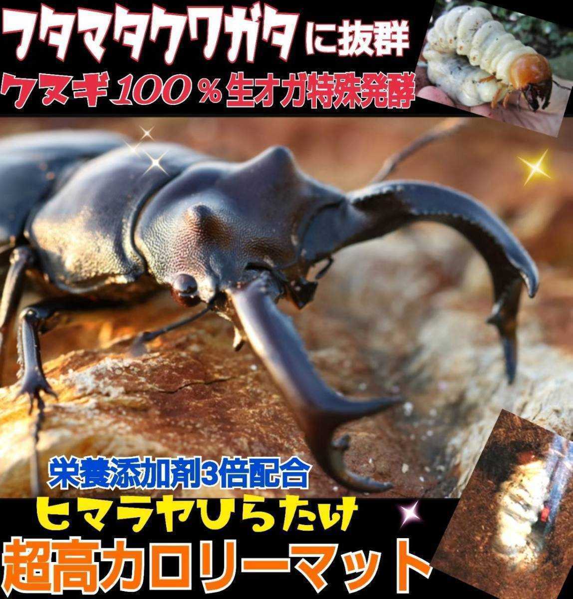 フタマタクワガタに抜群!超高カロリーマット☆共生バクテリア・特殊アミノ酸・栄養添加剤3倍配合!時間とコストをかけた究極の特選マット拍卖