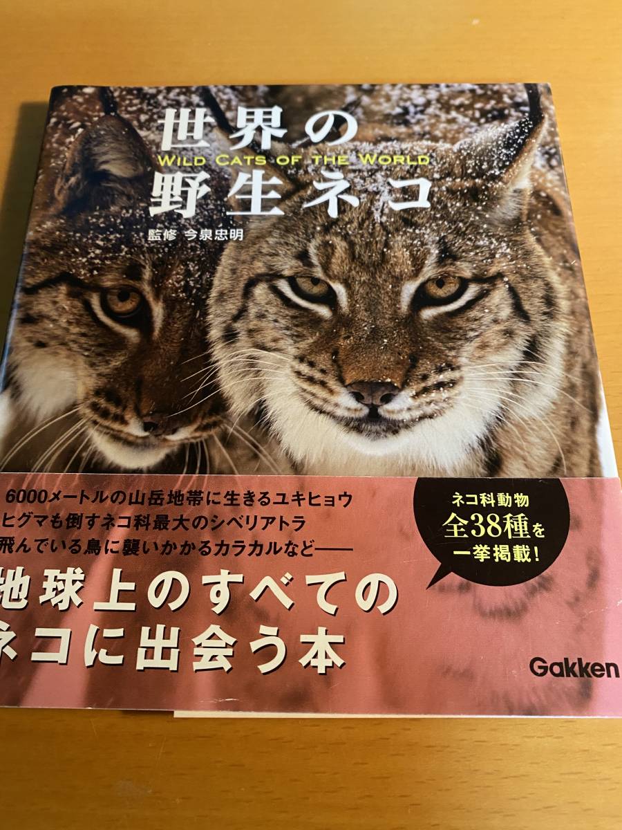 世界の野性ネコ / 今泉忠明 D01881拍卖