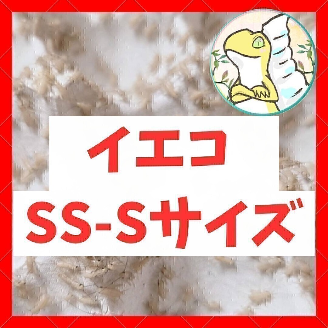 SS-S250匹 20%増量 イエコ ヨーロッパイエコオロギ 送料無料 拍卖