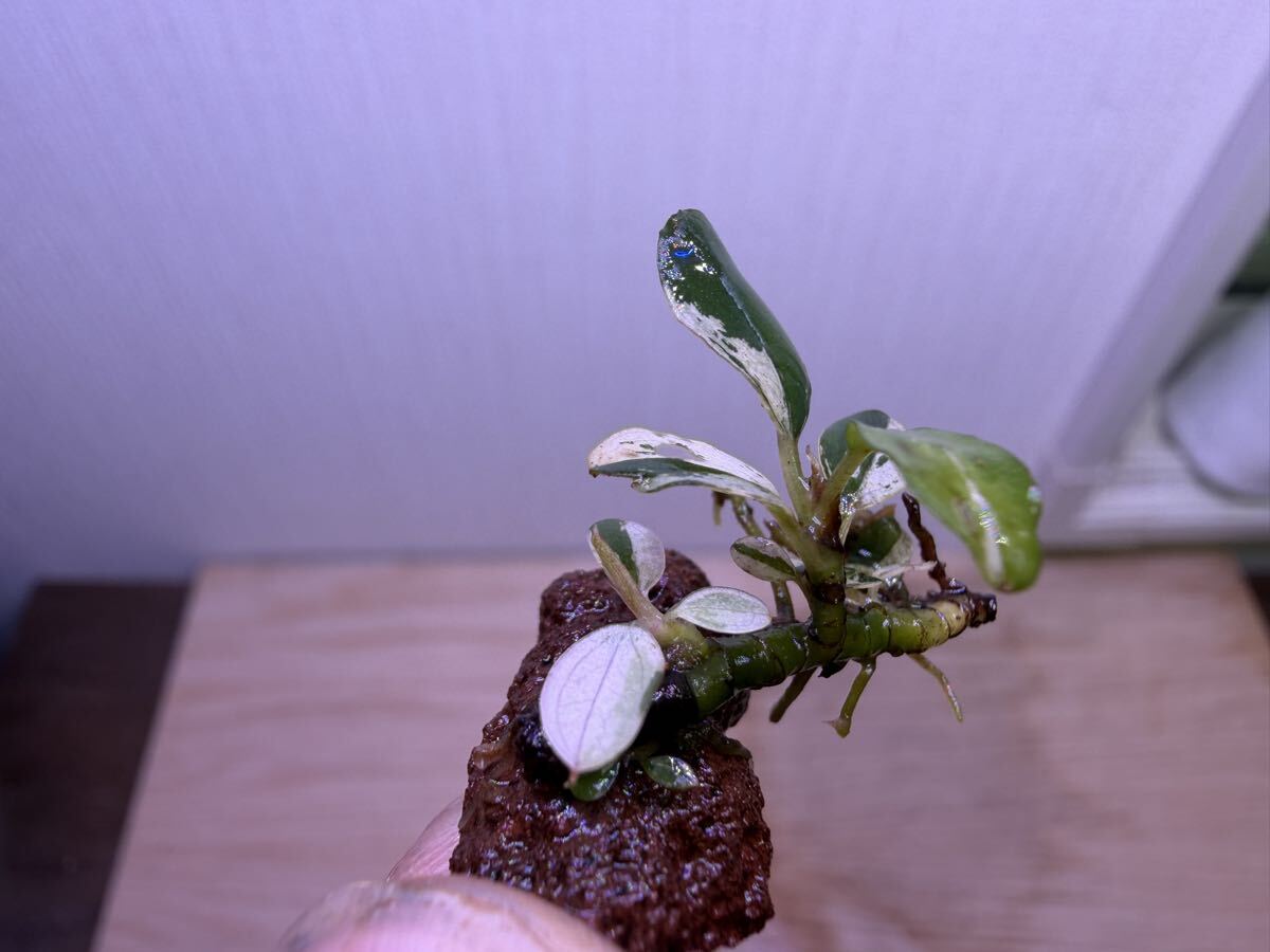 Bucephalandra sp variegata ブセファランドラ バリエガータ 斑入り 水上葉 無農薬拍卖