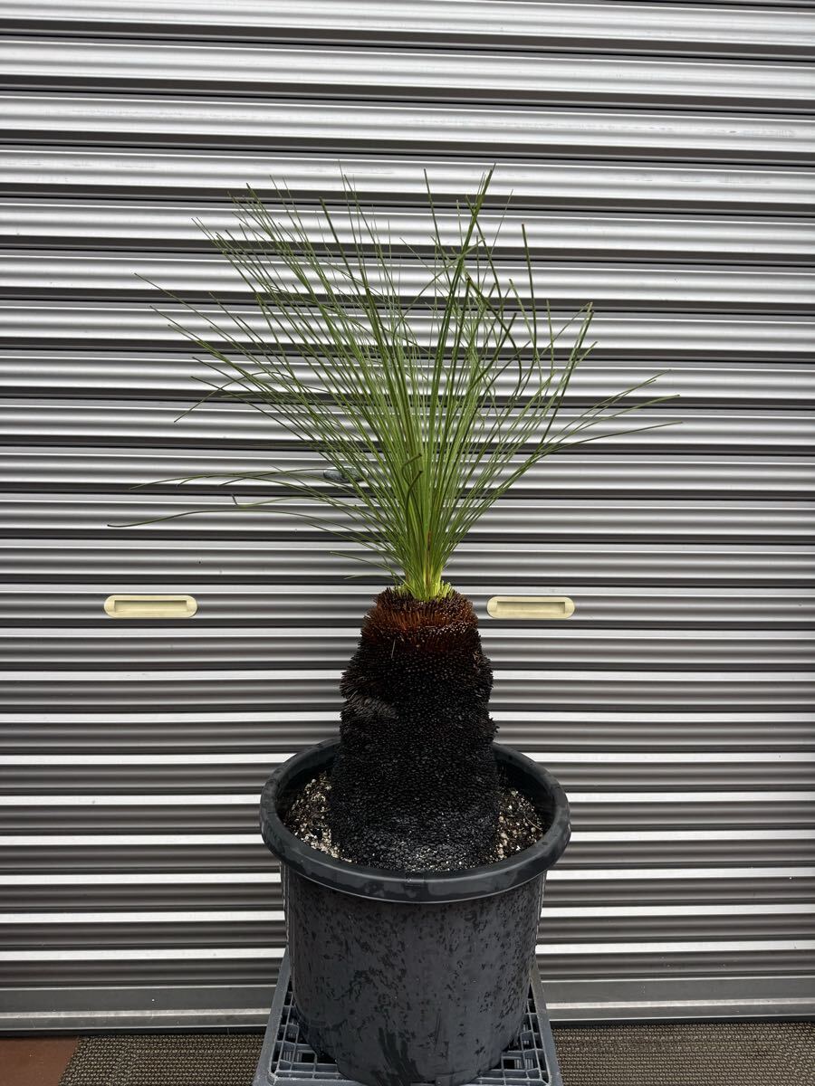 ・WPJ・Xanthorrhoea johnsonii クサントロエア ジョンソニー 拍卖