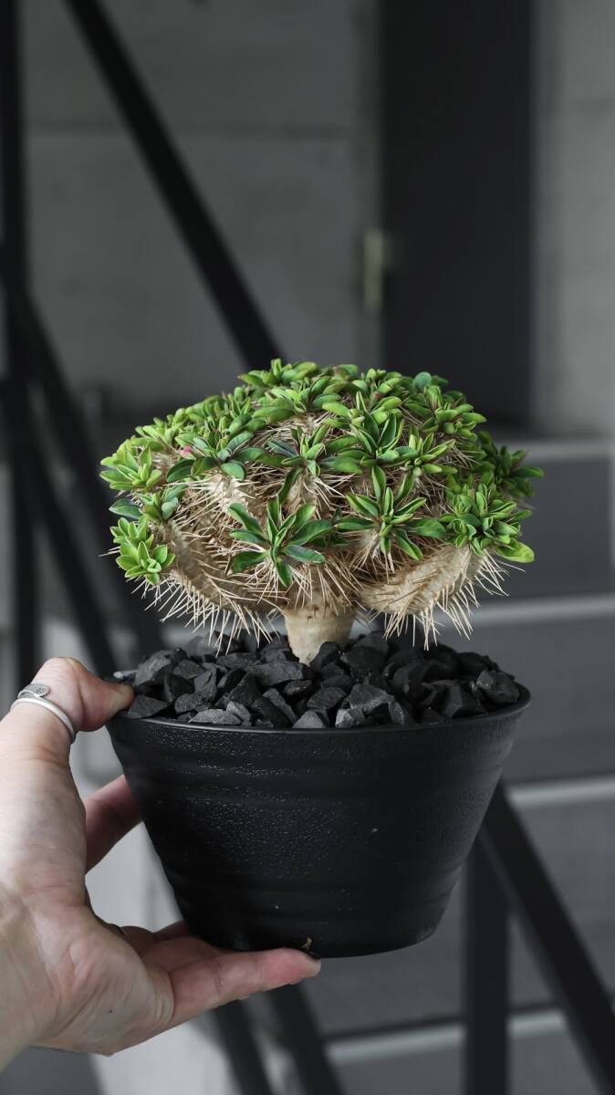 60分岐ボール株 Euphorbia guillauminiana Seedling ユーフォルビア ギラウミニアナ 実生拍卖