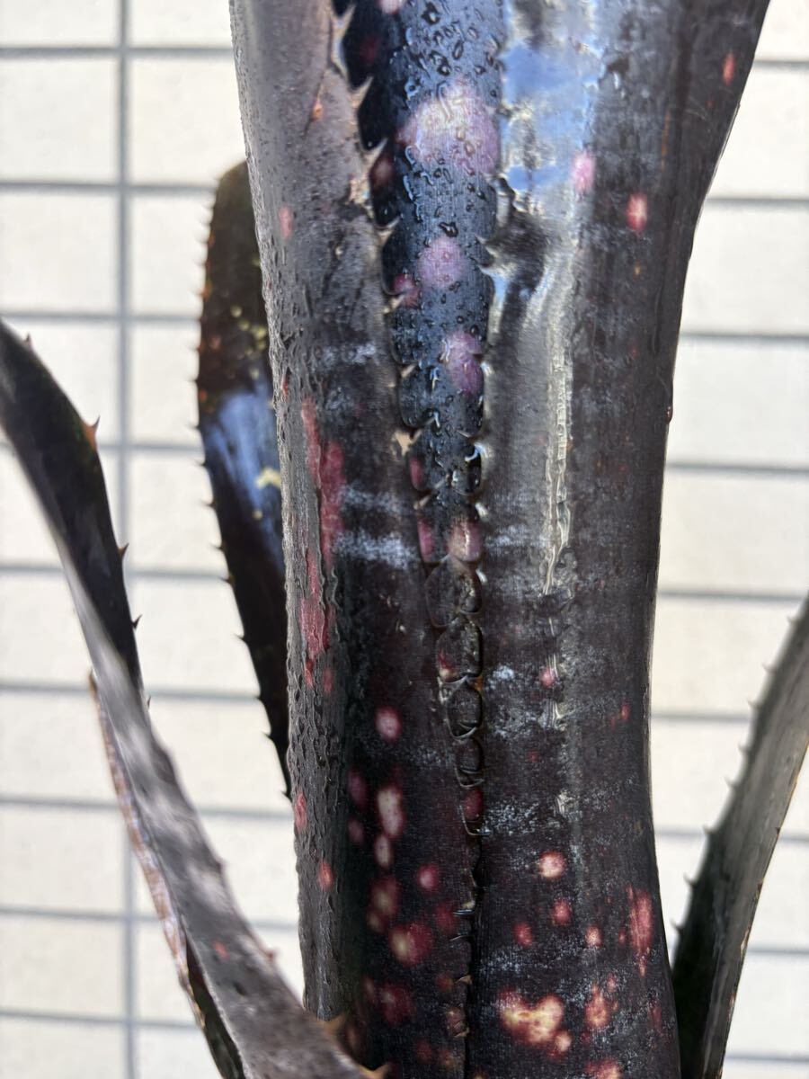ブロメリア billbergia darth vader ビルベルギア拍卖