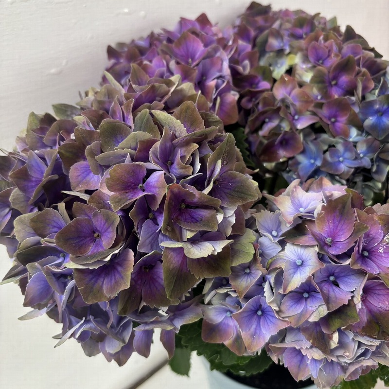 ●アジサイ● マジカルクリムゾン あじさい 紫陽花 5号鉢 鉢植えアジサイ拍卖