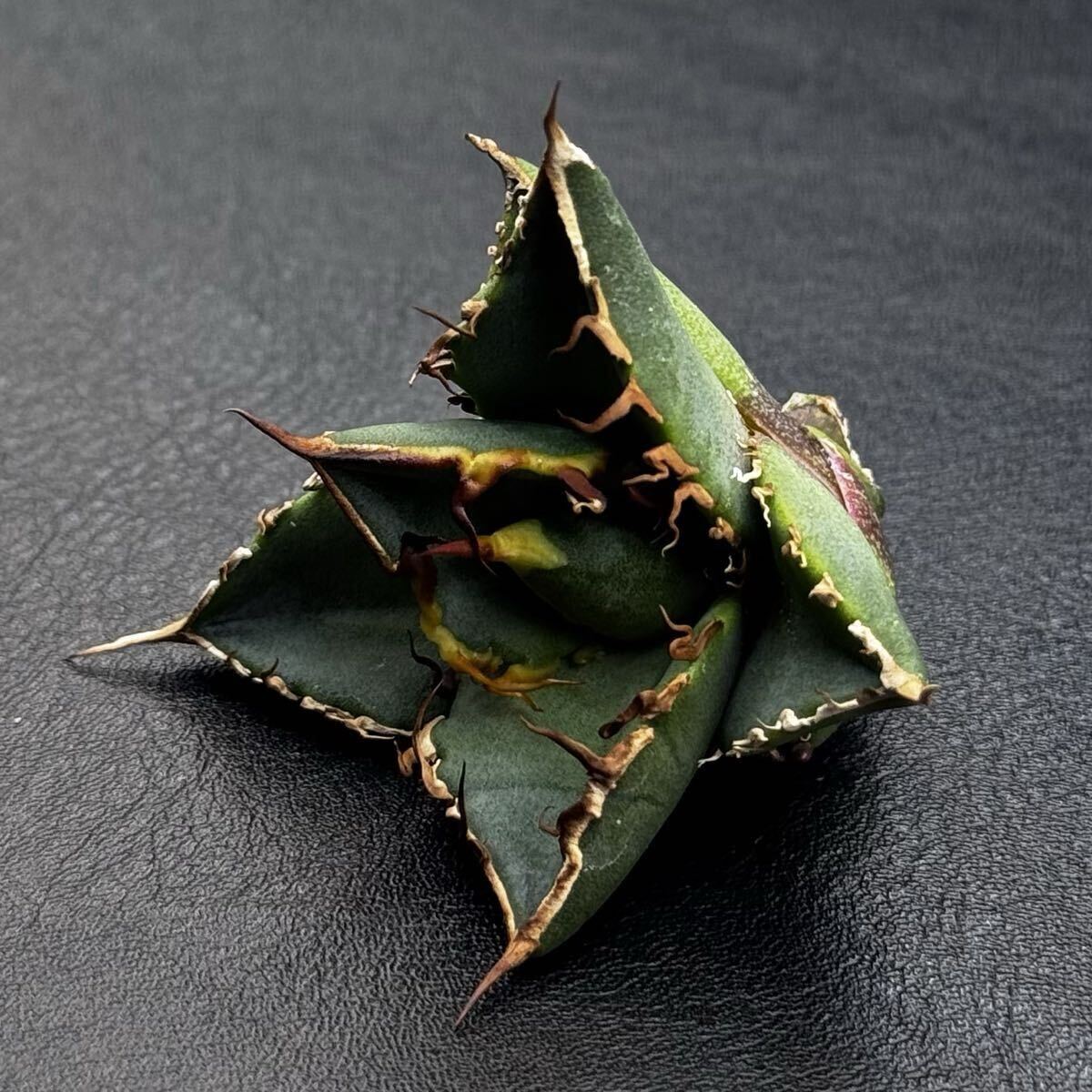 【FK PLANTS】 Agave oteroi 'Oaxaca'(子株)FK PLANTS アガベ オテロイ 'オアハカ'(子株)拍卖
