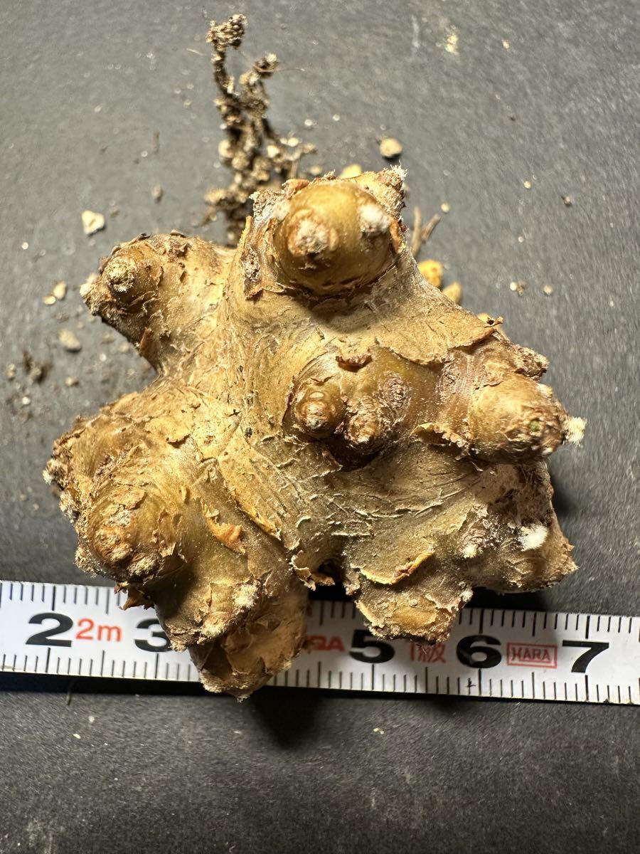 No.1216 特選 塊根植物 Othonna cacalioidesオトンナ・カカリオイデス 現地株 発根済み 特大美株 拍卖