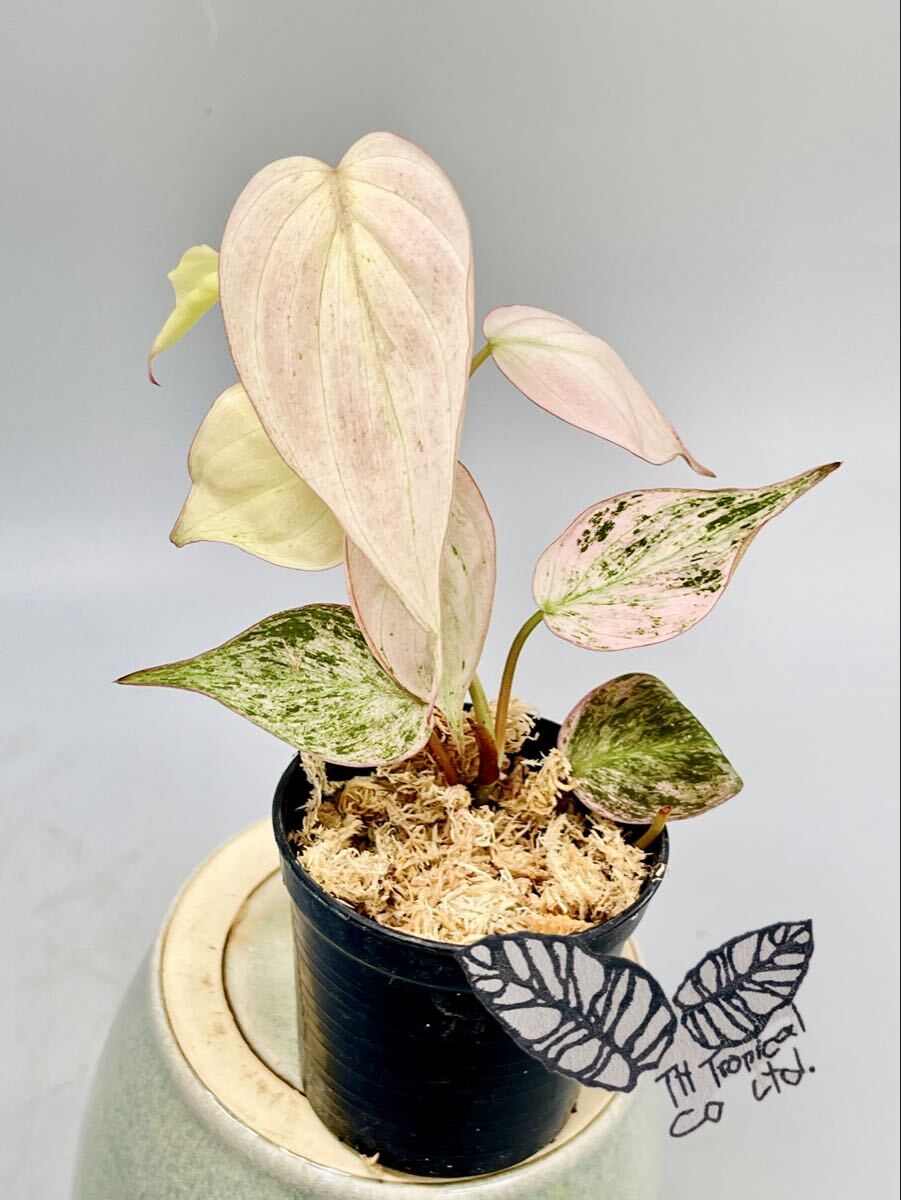 「234」フィロデンドロン・ミカンス ピンクミント 斑入り Philodendron micans Pink Mint variegated拍卖