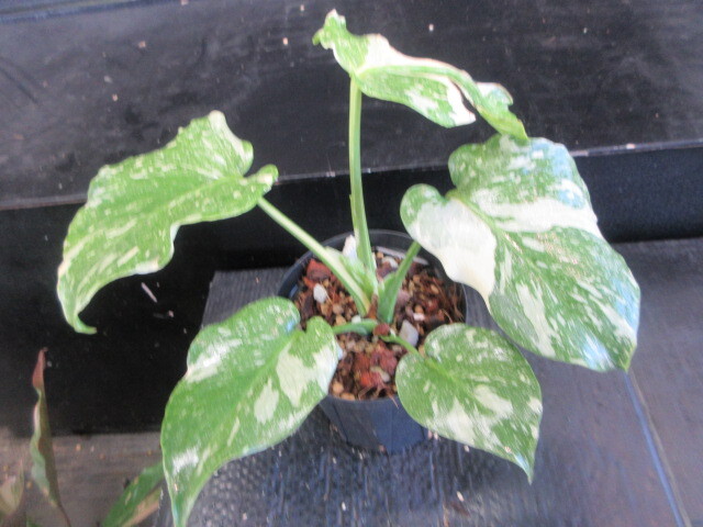 KN 1円! モンステラ デリシオサ ‘タイコン ミューテーション‘(MONSTERA DELICIOSA `thaicon mutation`) 0.8M以下拍卖