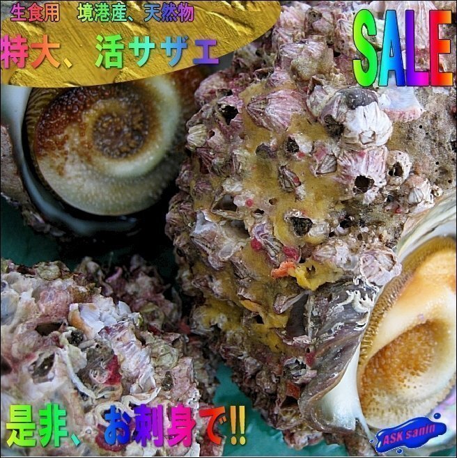 超特大!! 刺身用「活さざえ5L-3kg」1粒200g位/素潜り、天然物...活きたままお届けします!!拍卖