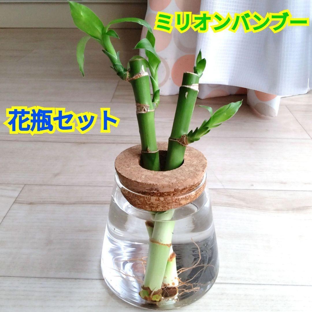 ミリオンバンブー2本☆水耕栽培用ガラス製花瓶☆コルク蓋付き☆蓋取り外し可能◎拍卖