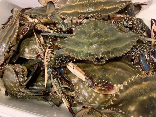 1円~北海道産生ワタリガニ(メス)(内子付き)2kg前後(7尾前後)〔B〕北港直販・カニ・かに・蟹〔代引き不可〕拍卖