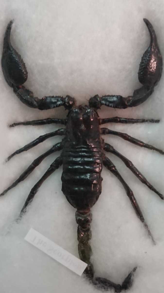 サソリ② スコーピオン 中 標本 剥製拍卖
