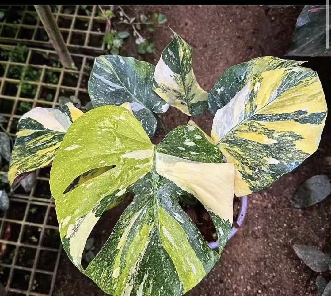 H961 Monstera mutation tricolor / モンステラ・ミューテーション・トリカラー 三色変異個体・極レア 希少拍卖