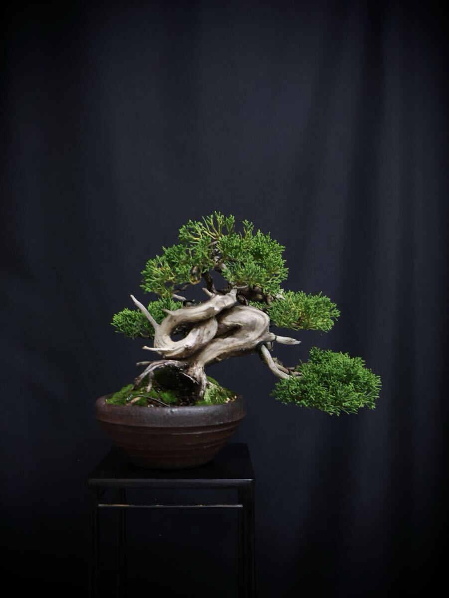 逸品 真柏 糸魚川真柏 小品盆栽 捻転 舎利 神 古木 盆栽 葉性抜群拍卖