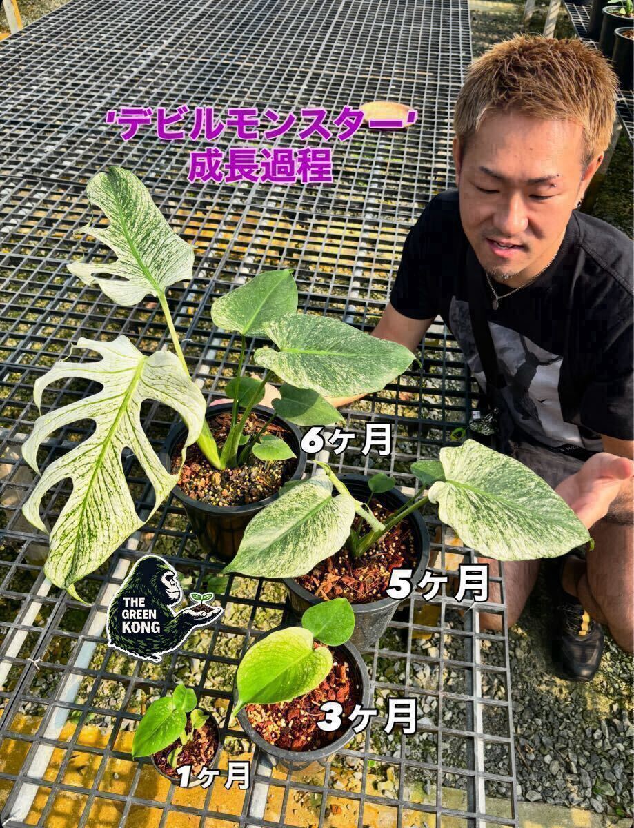 No.041 | -TGK-2026-01- | モンステラ デリシオーサ 'デビルモンスター'(TC)| Monstera deliciosa 'Devil Monster' (TC)拍卖