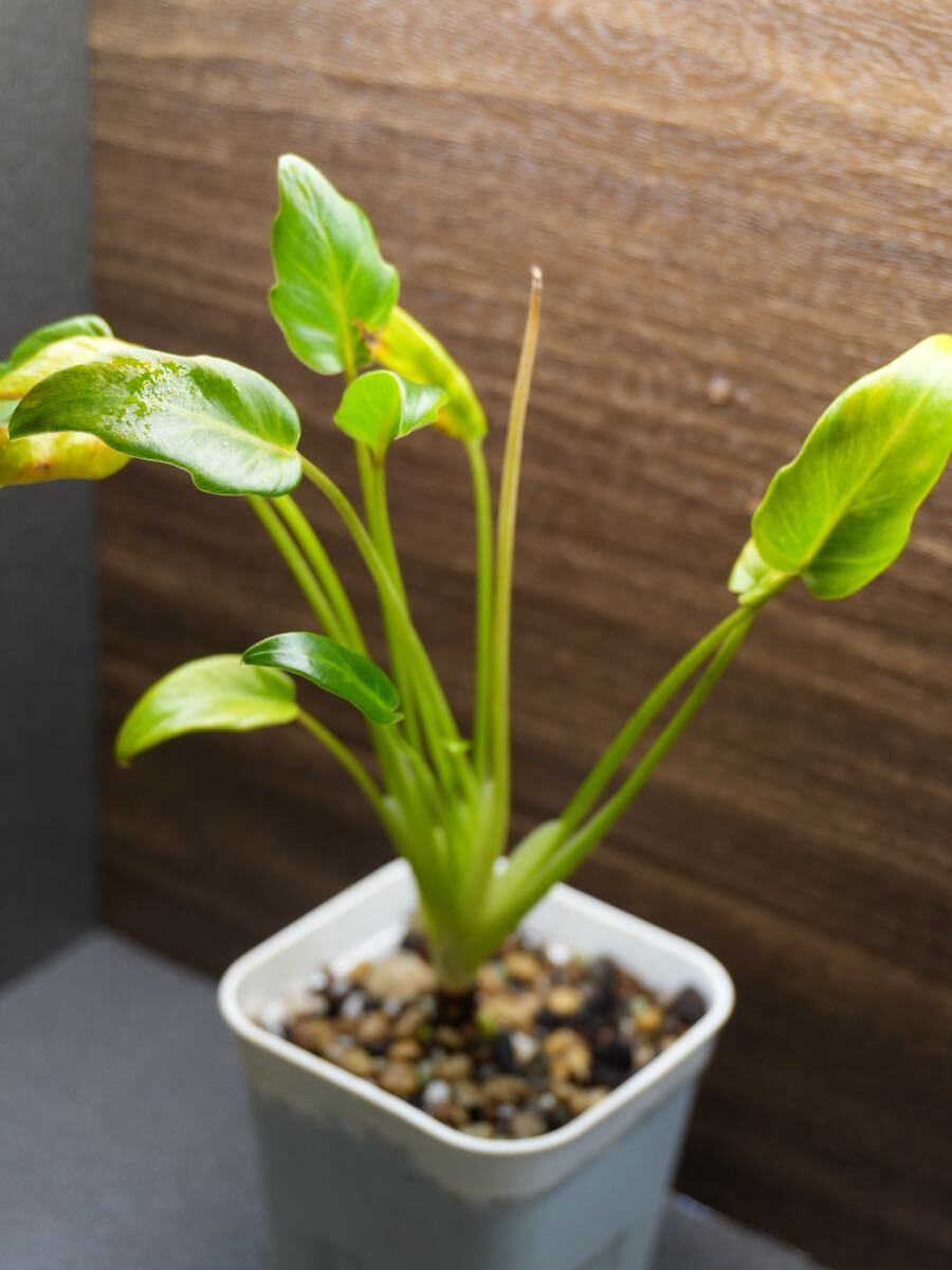 黄斑 Philodendron xanadu variegated フィロデンドロン ザナドゥ クッカバラ 斑入り拍卖