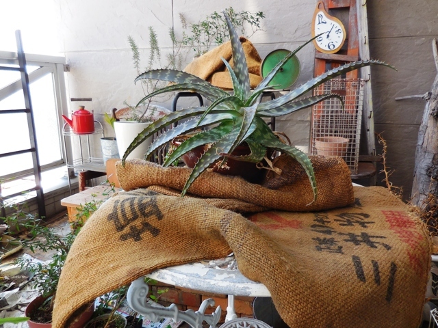 211.1◆小さな和庭園 ナチュラル ベランダガーデン 空間インテリア シャビー 麻袋 鉢カバー◆クールジャパン ガーデニング 雑貨 ネット通販拍卖