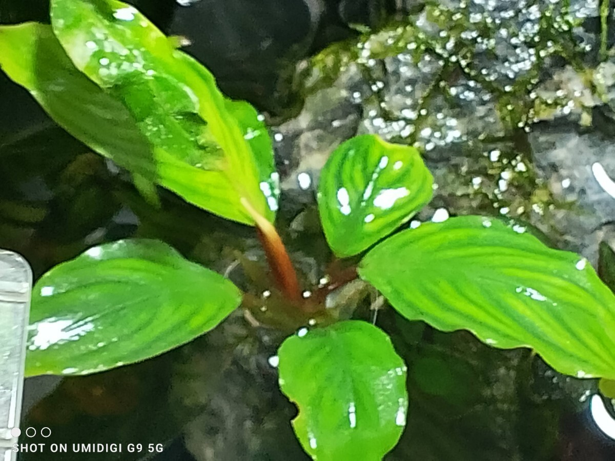 ラスト!逆キシィ Bucephalandra sp. from malinau ブセファランドラsp拍卖