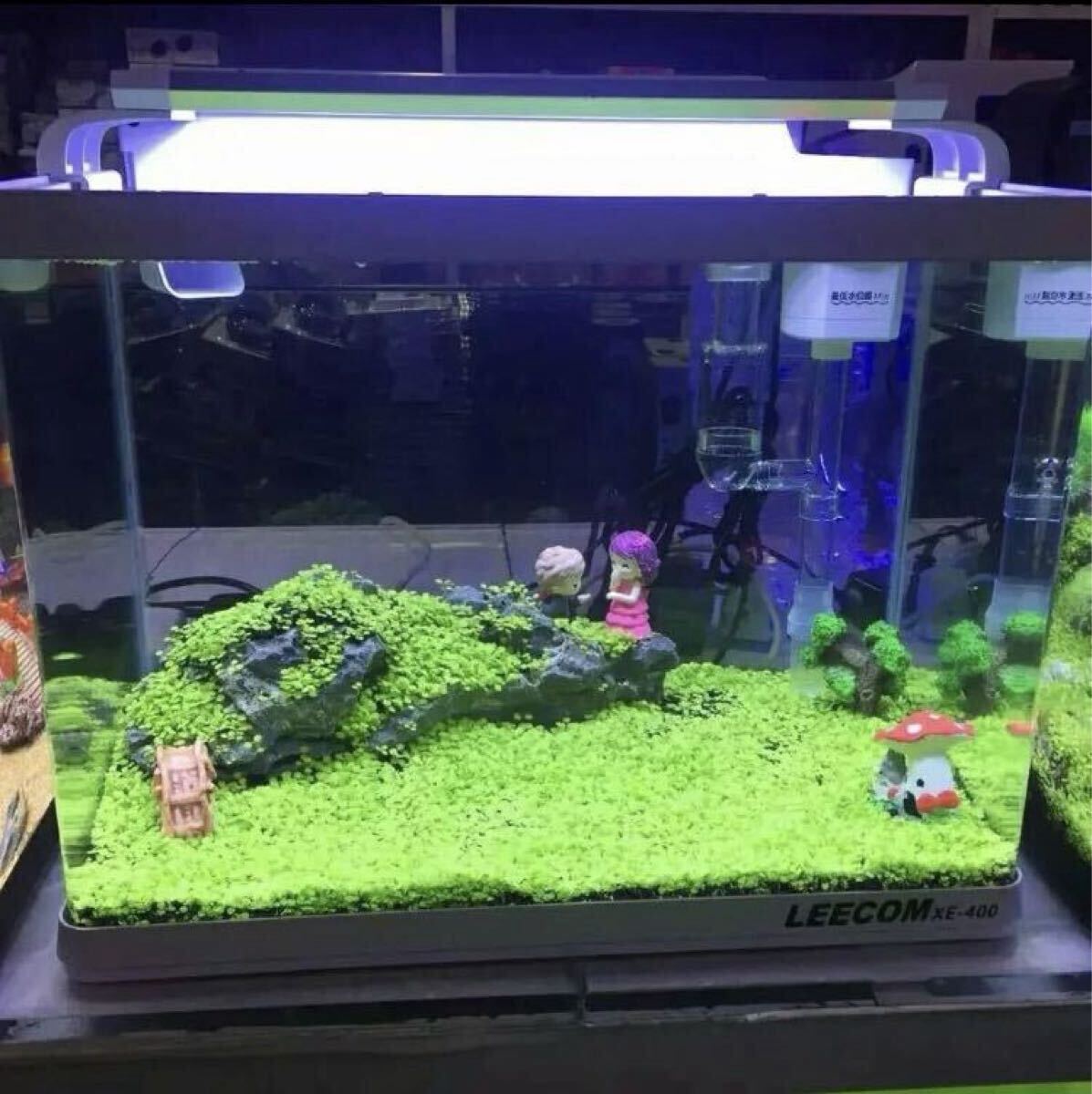 種から育てる水草 水草の種 30㎝水槽用拍卖