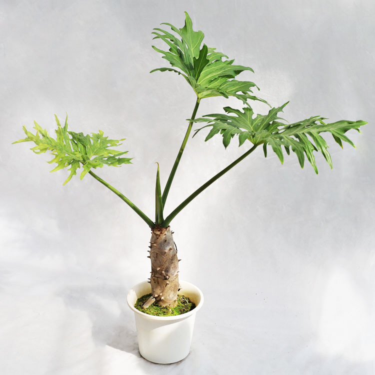 観葉植物 フィロデンドロン・セローム / 6寸・約W70cm×H75cm拍卖